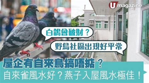 自來鳥風水|【自來鳥 風水】自來鳥光臨！風水玄機大揭秘：燕子進屋吉不。